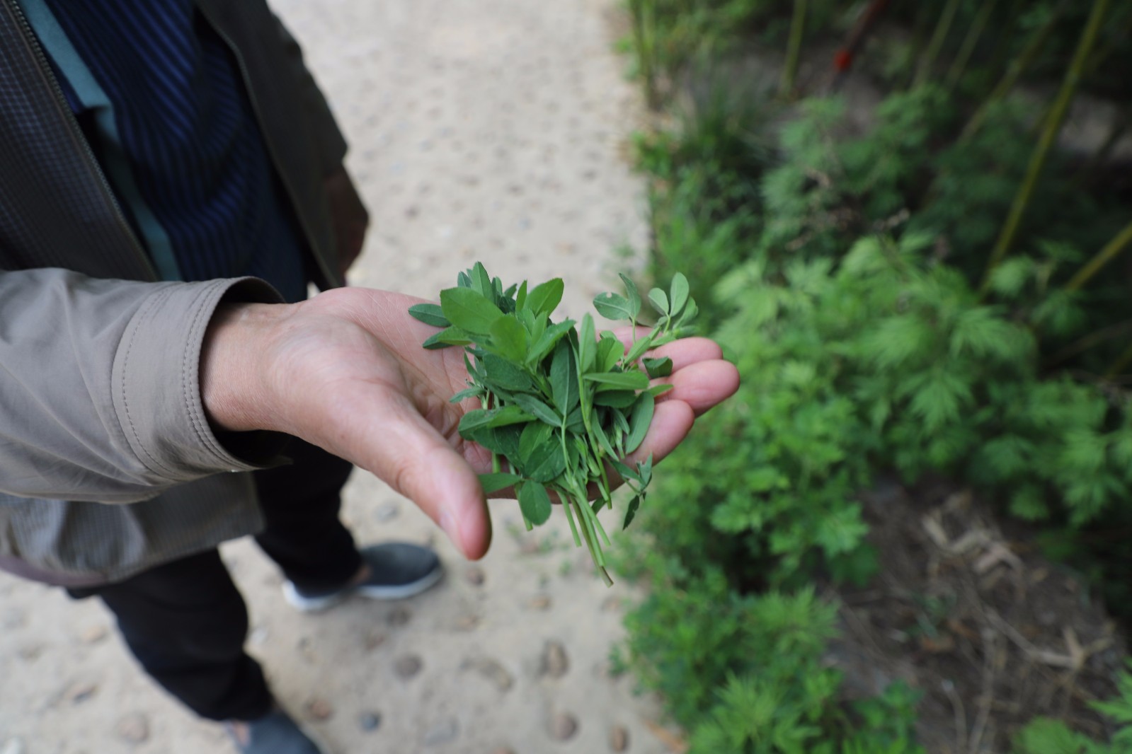 农村人用这种野菜喂猪喂牛 城市里卖6元一斤|苜蓿|野菜|猪_新浪新闻