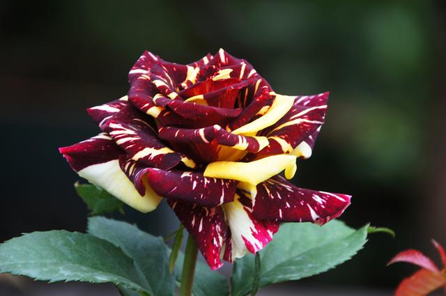 花期超长的盆栽花,全年开花不停,一花多色,漂亮好养,值得拥有