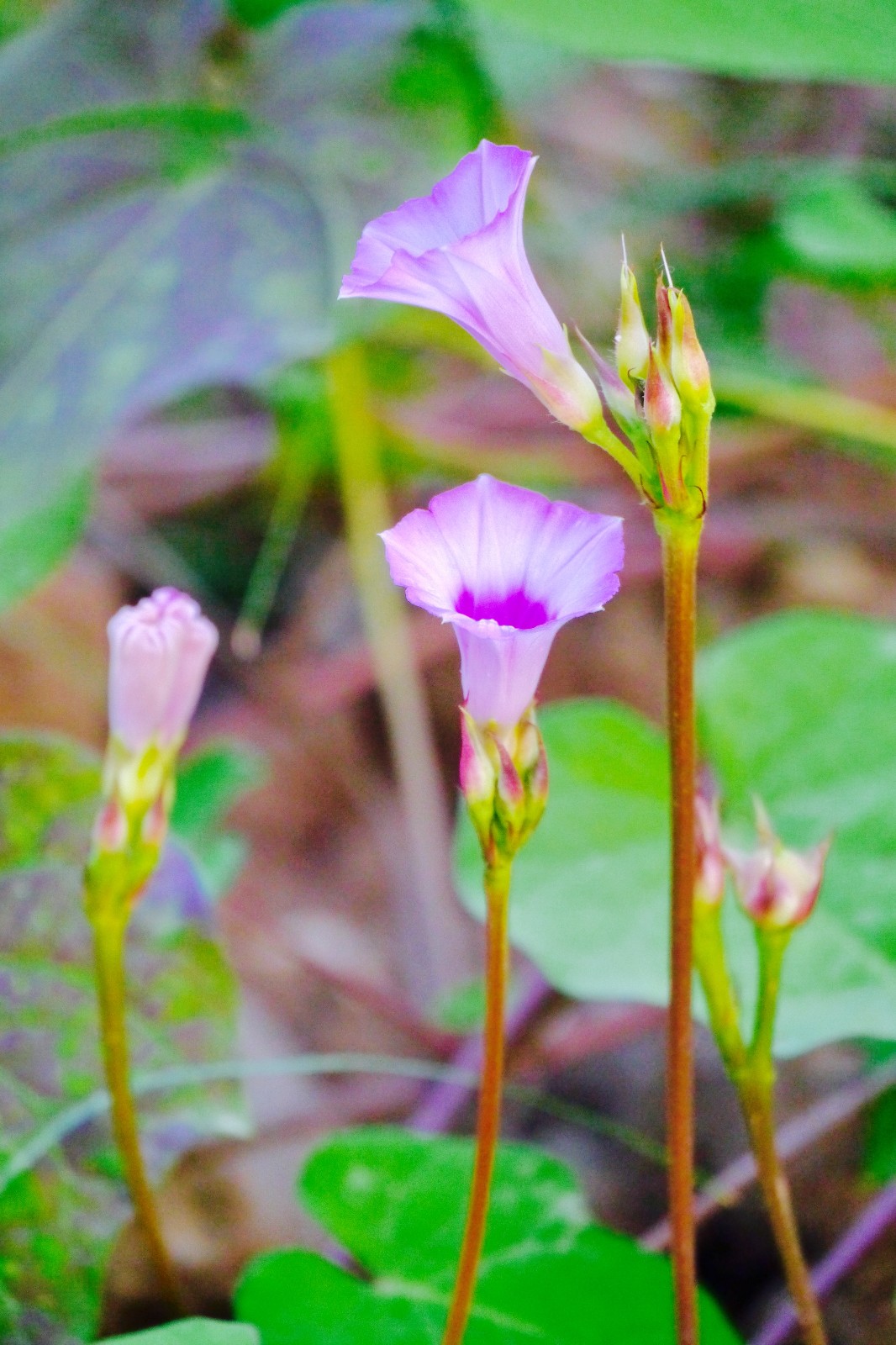 美丽的小花--三裂叶薯花(别名:小花假番薯,红花野牵牛)