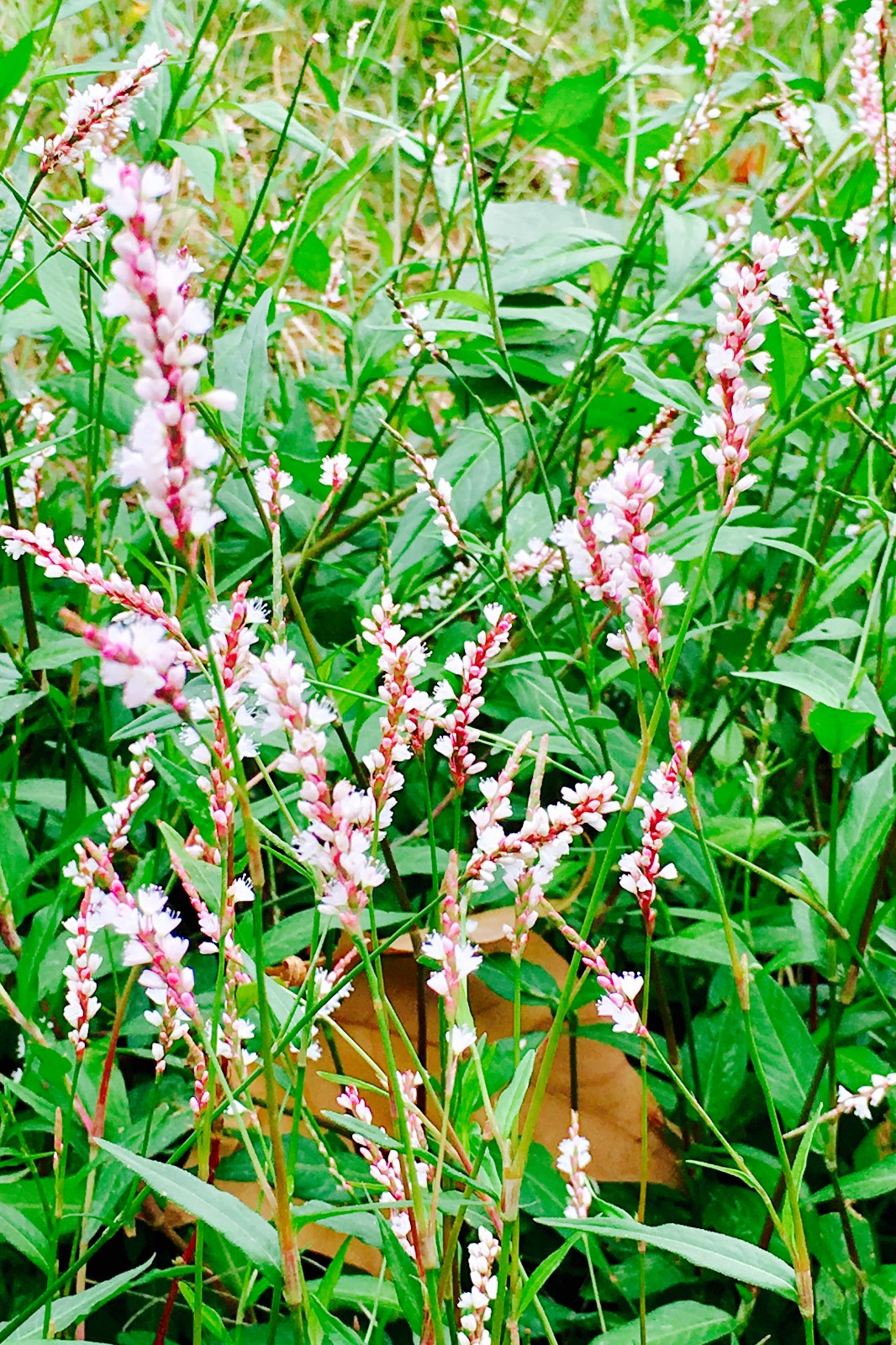 风起了蓼花开了