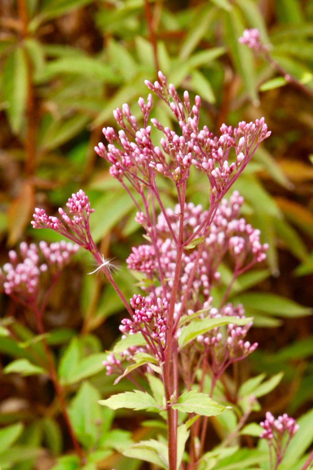 林泽兰别名白鼓钉菊科泽兰属多年生草本花果期512月