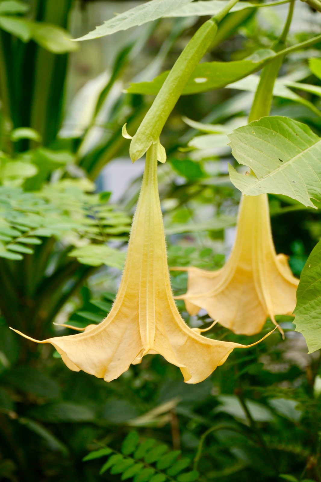 好大一朵喇叭花木本曼陀罗