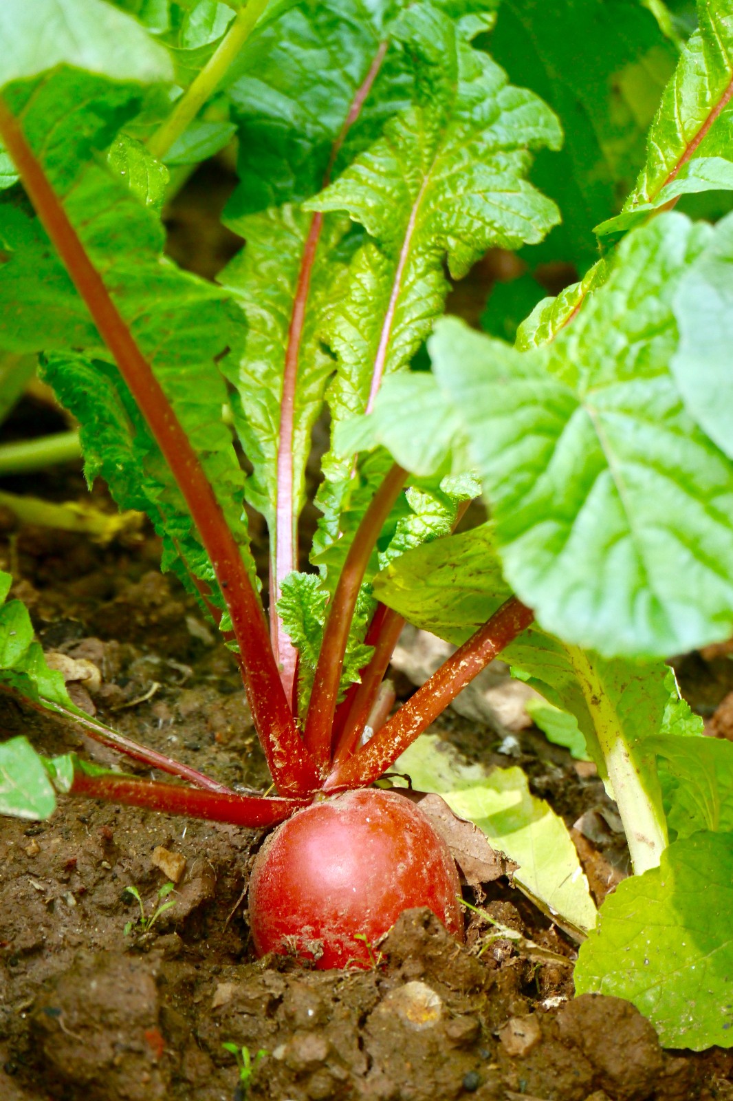 冬季里的红萝卜