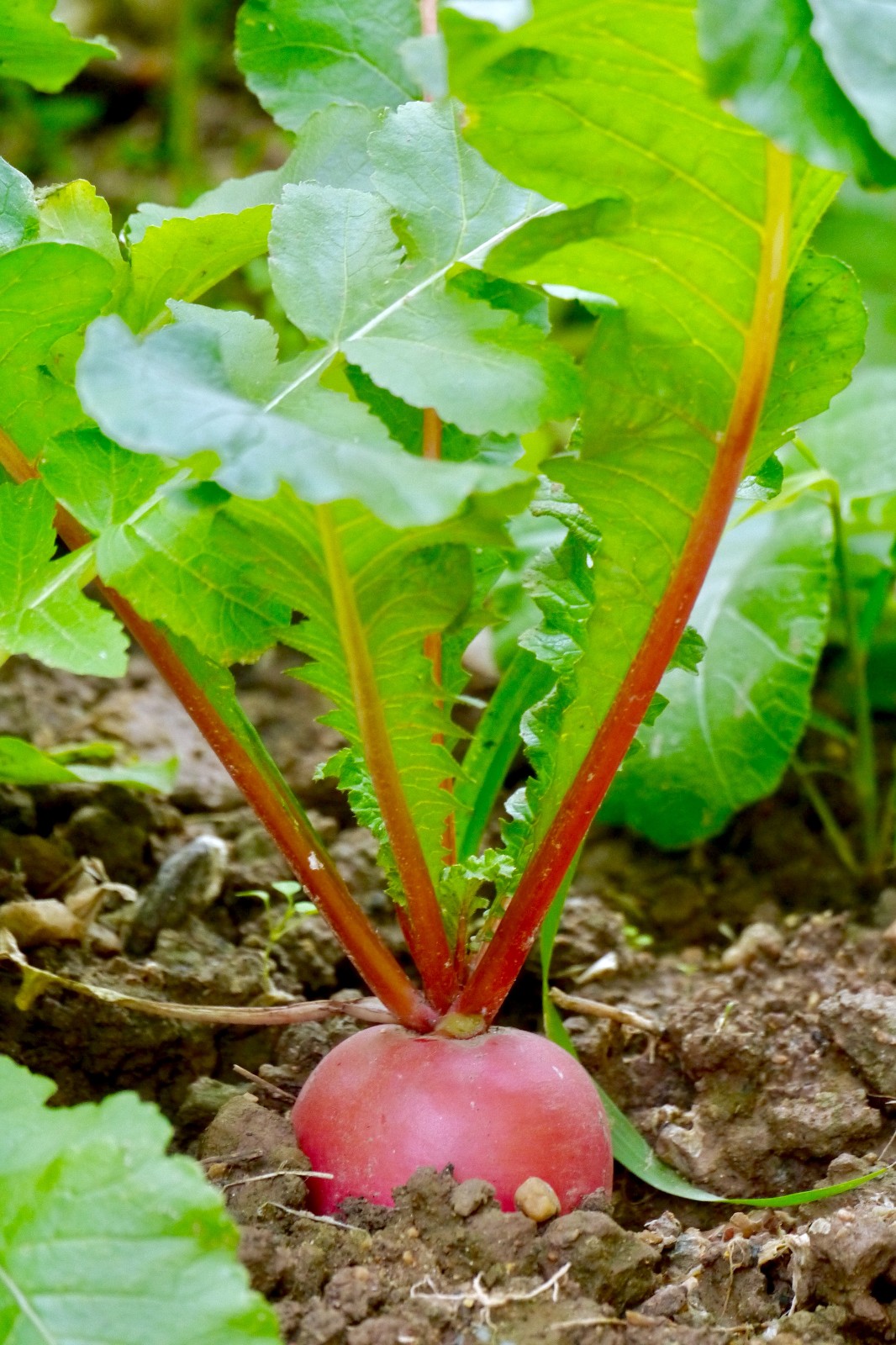 冬季里的红萝卜
