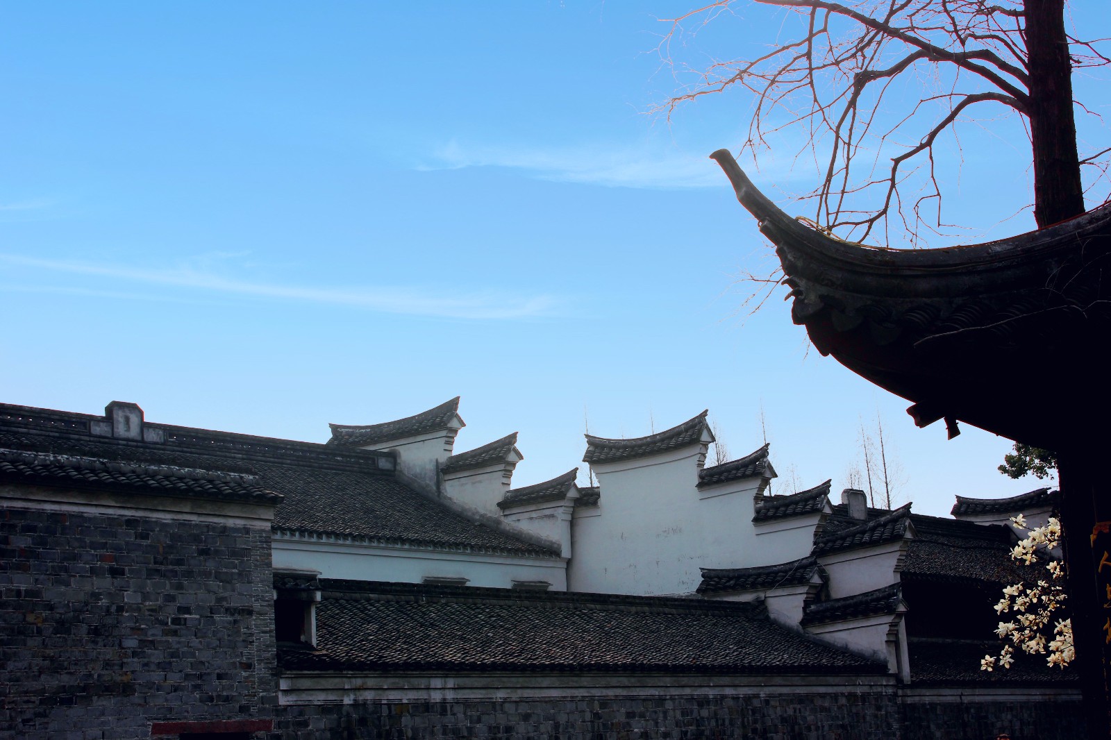 玉兰花开：笑比江梅不恨肥|玉兰花|江梅|市花_新浪新闻