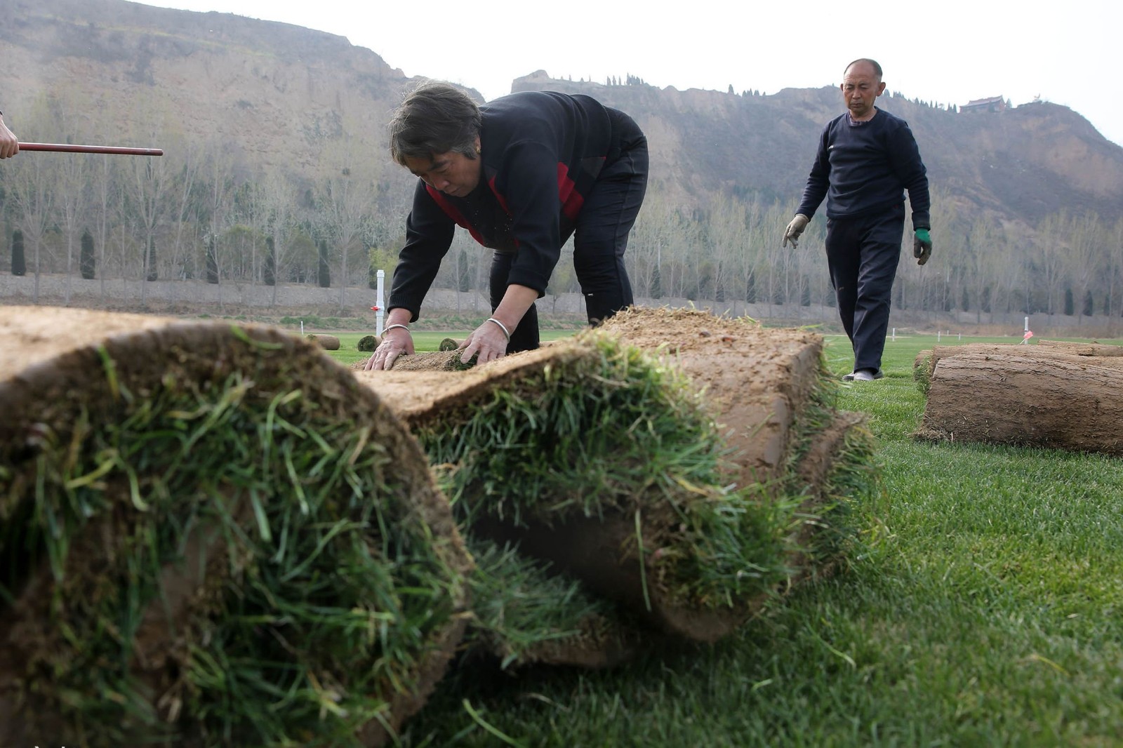 山西运城黄河滩上农民种草皮370亩,今年能卖200多万元