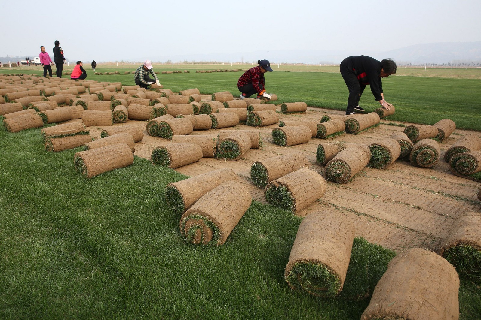 山西运城黄河滩上农民种草皮370亩,今年能卖200多万元_新浪看点