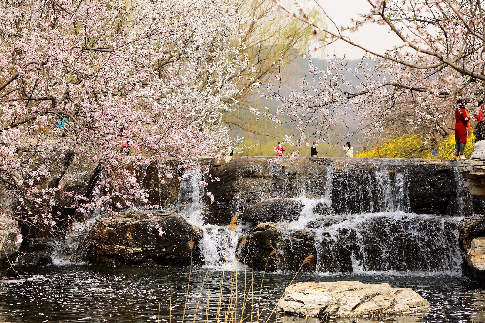 京城:北植第30届桃花节"山桃花溪"春日画卷