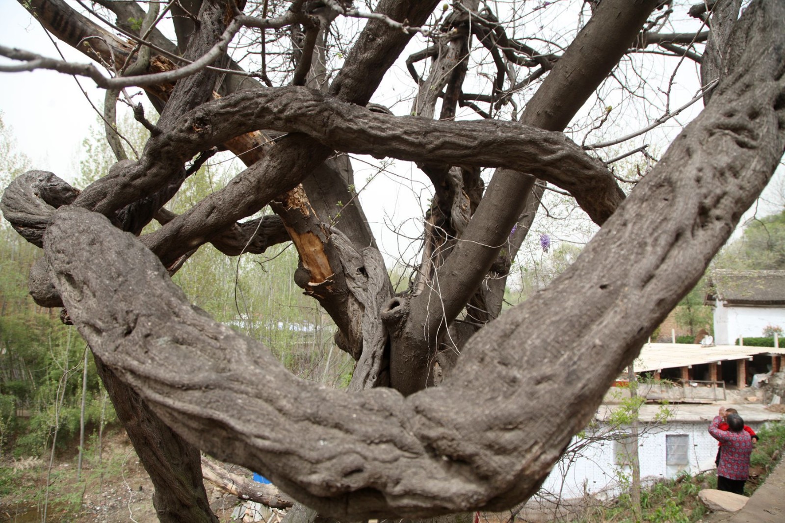 山西500年的紫藤树开花遮天蔽日今年景色有点不一样
