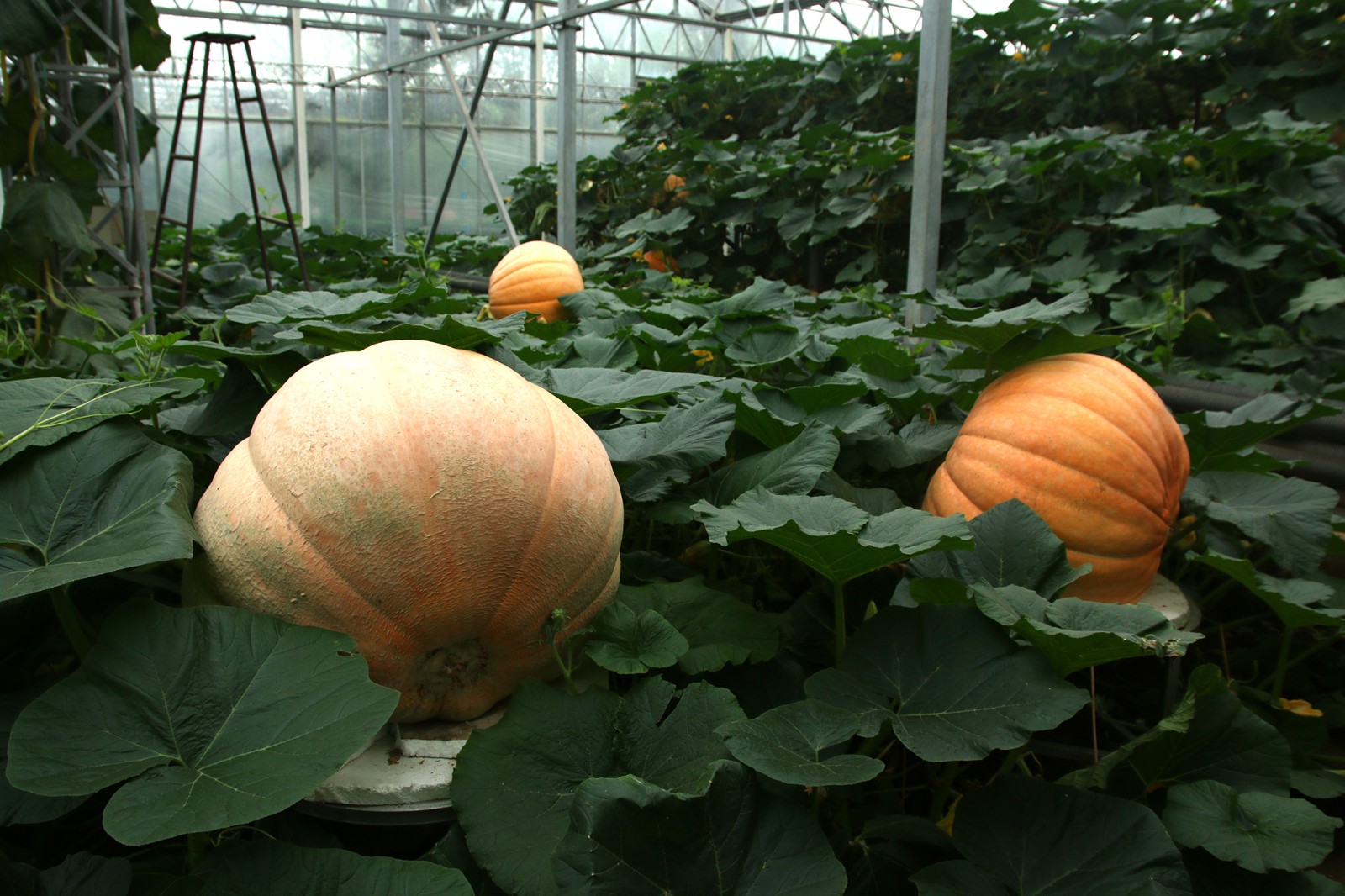图中是生长中的大南瓜.