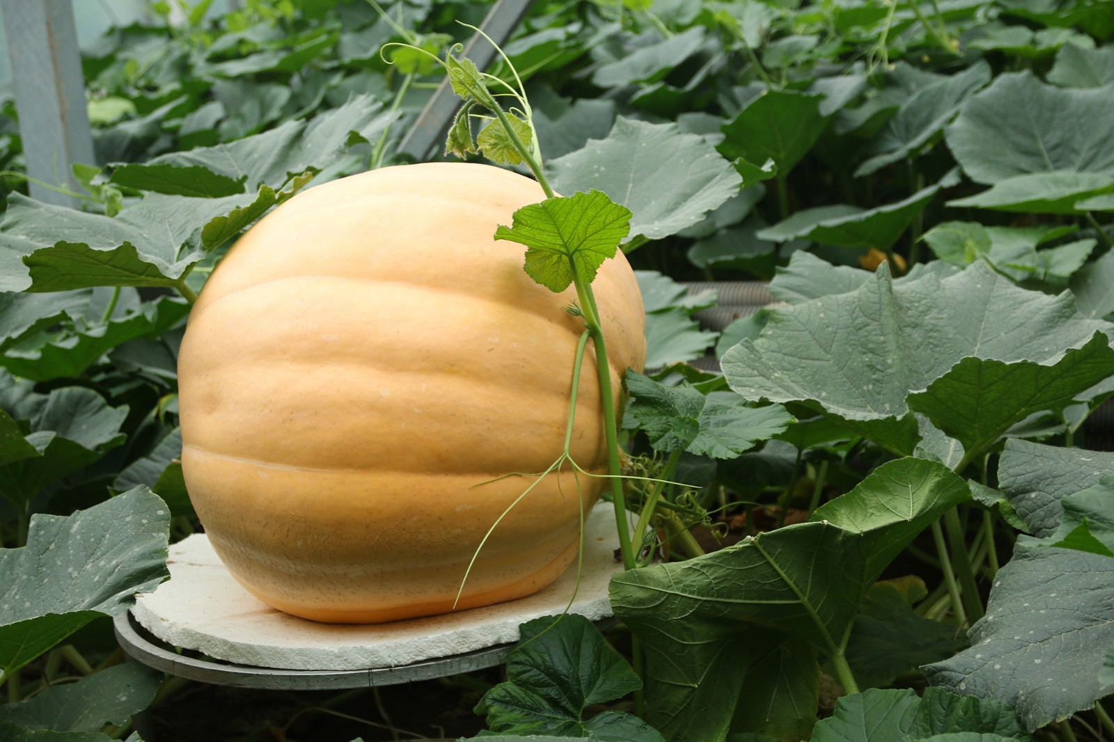 数百斤重的巨型南瓜亮相菜博会,一天能长十余斤,售价3000元一个