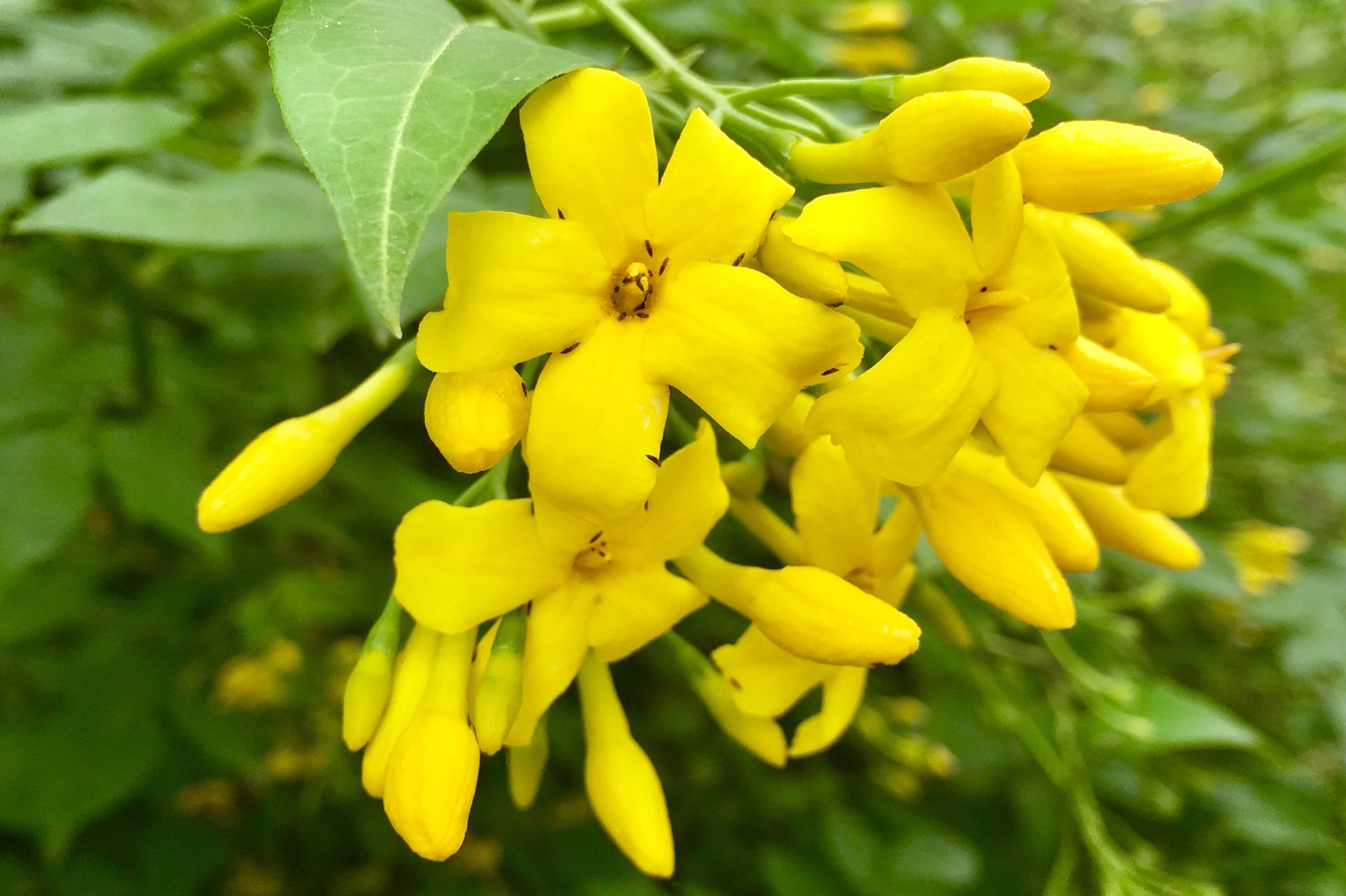 探春花别名迎夏鸡蛋黄