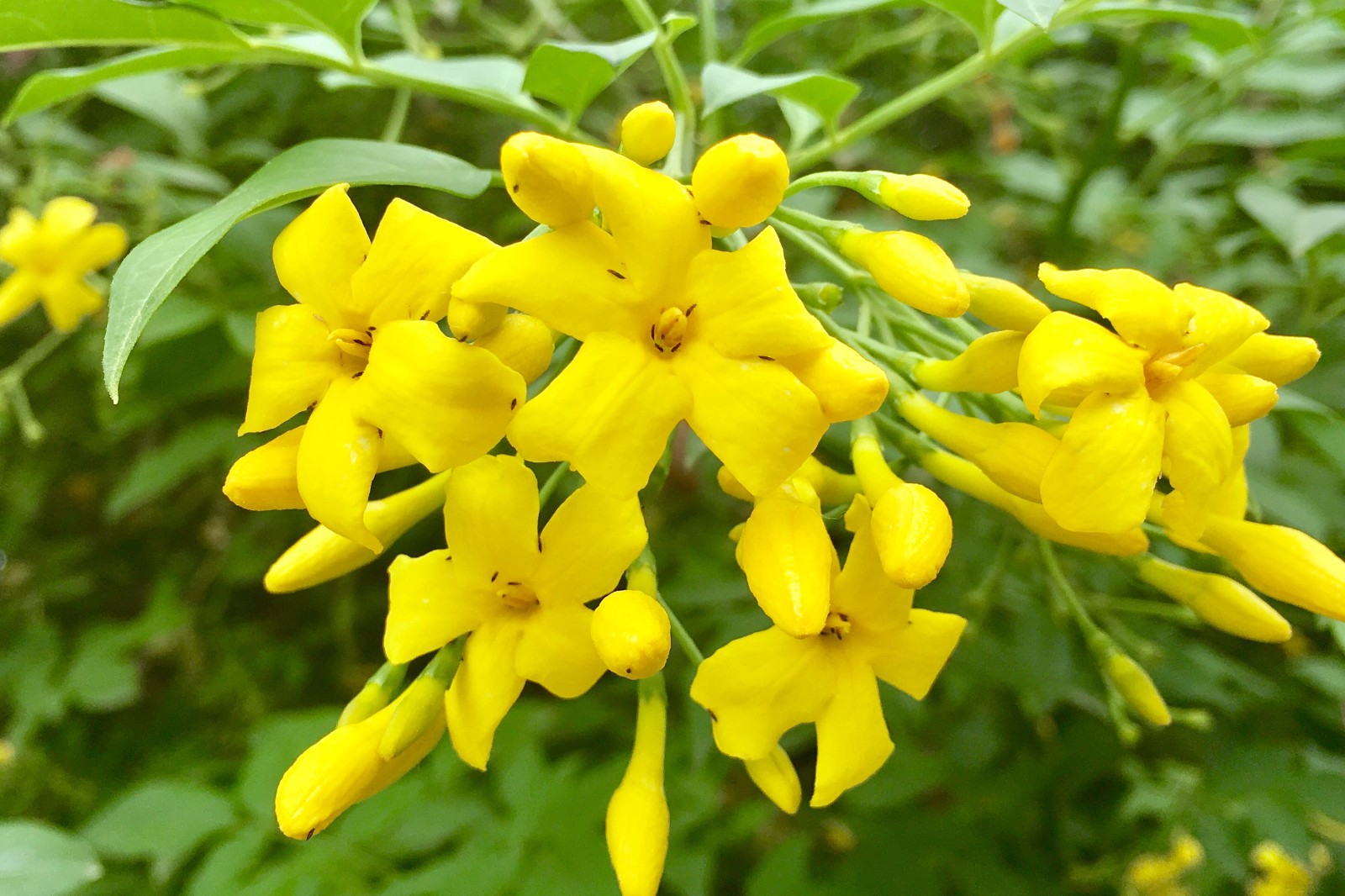 探春花别名迎夏鸡蛋黄