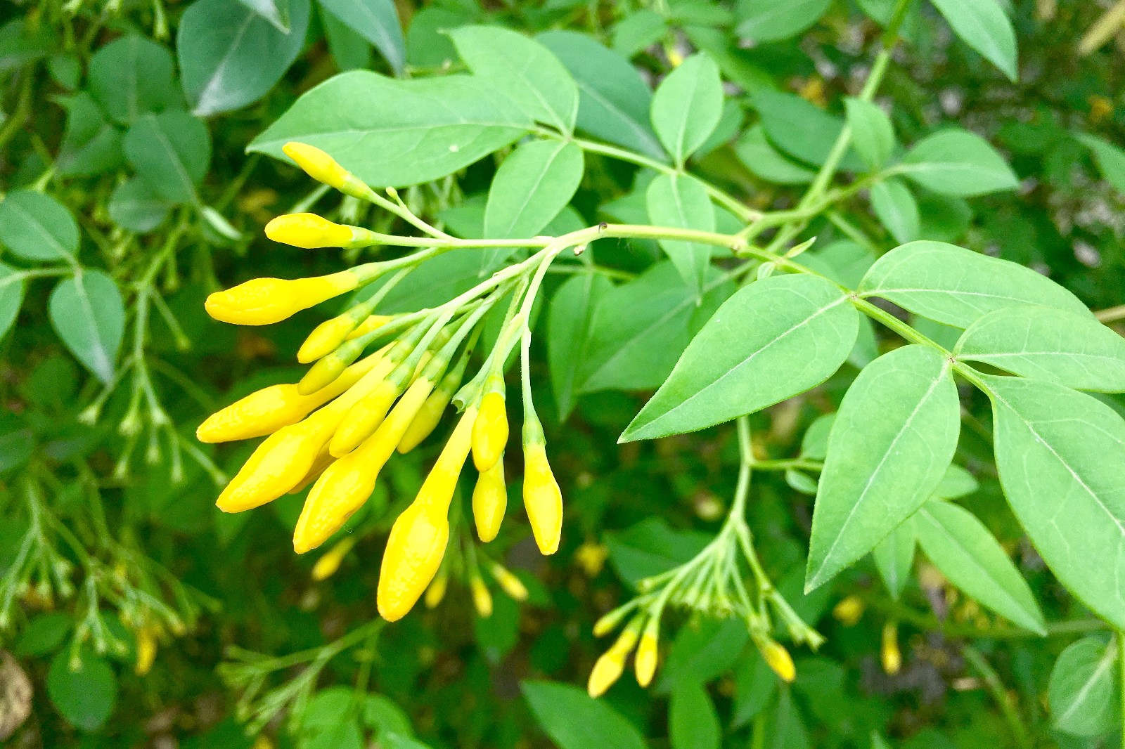 探春花别名迎夏鸡蛋黄