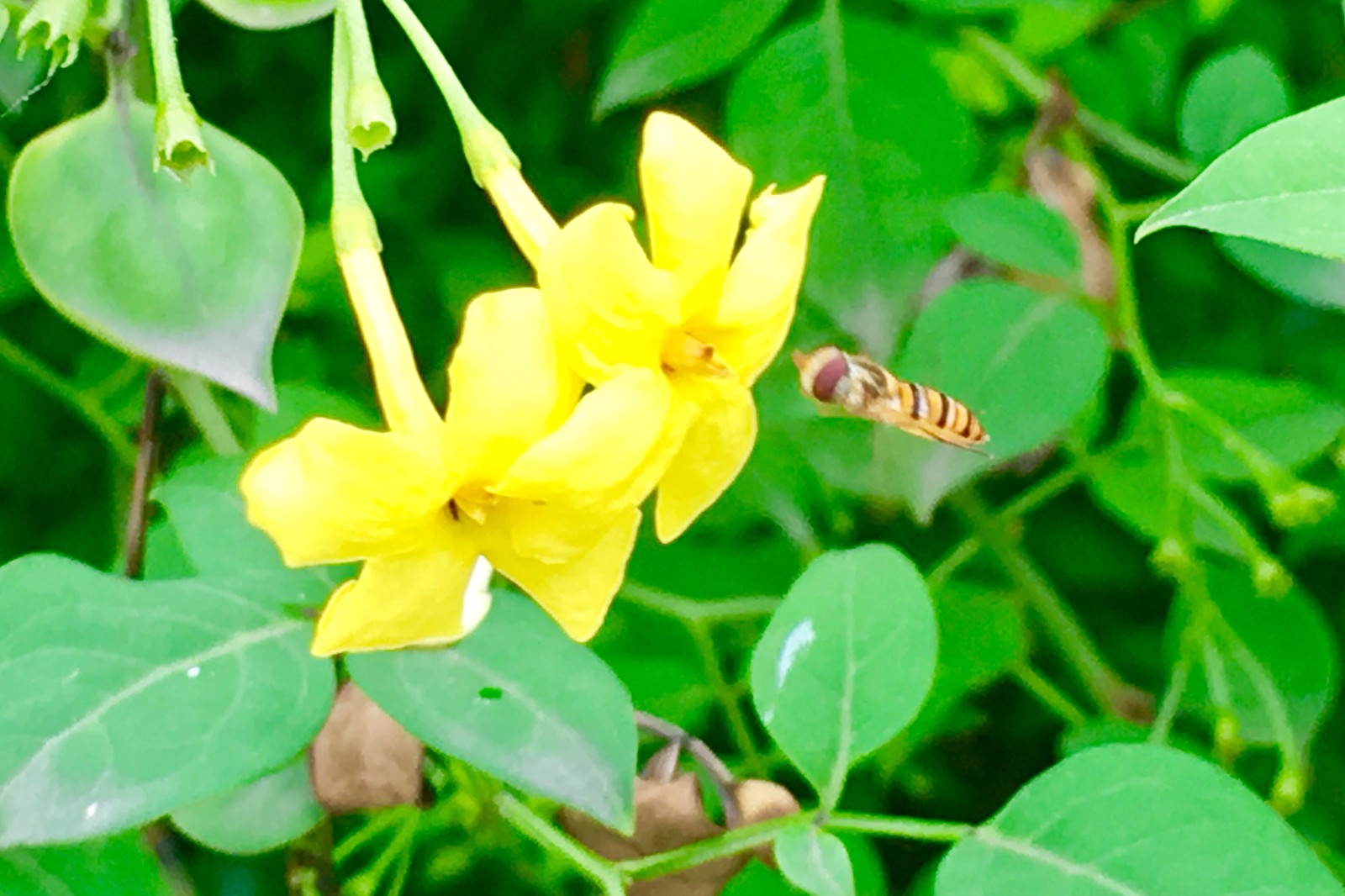 探春花(别名:迎夏,鸡蛋黄)探春花(别名:迎夏,鸡蛋