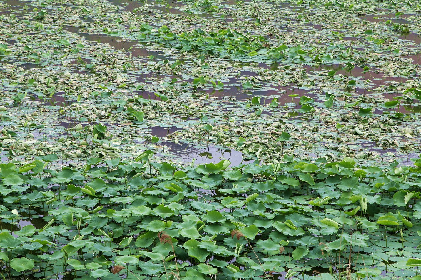 7旬老人驾着小船忍痛割掉生长茂盛的50亩莲藕背后原因很无奈