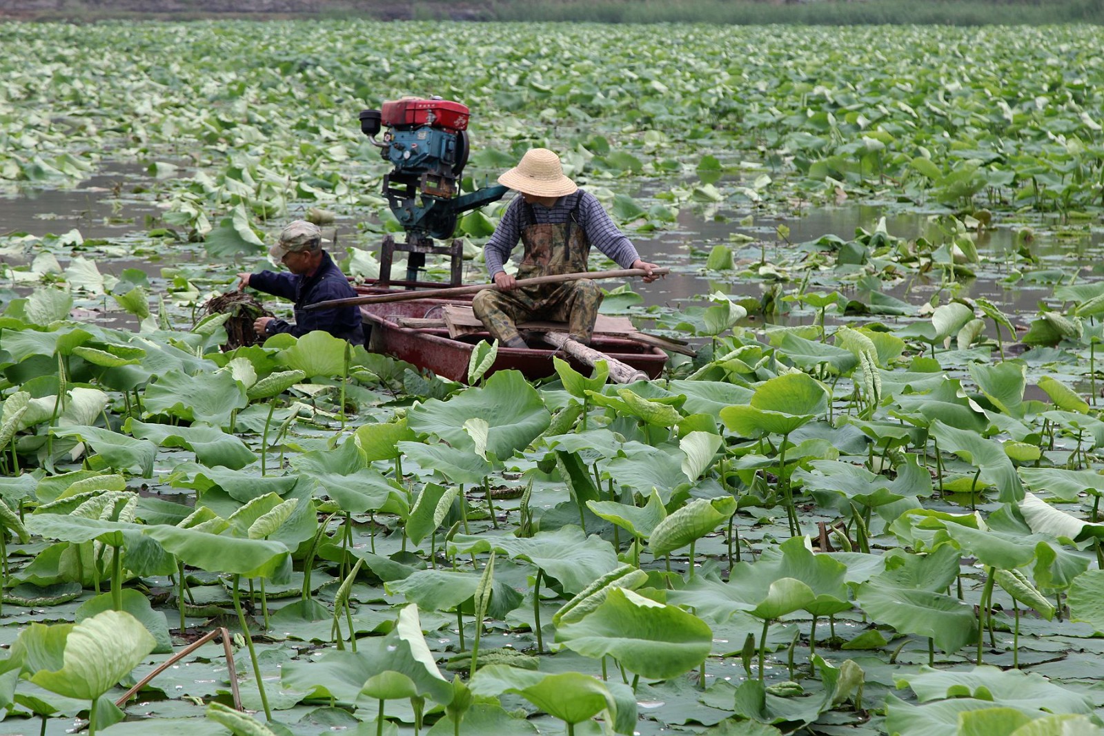 7旬老人驾着小船忍痛割掉生长茂盛的50亩莲藕背后原因很无奈