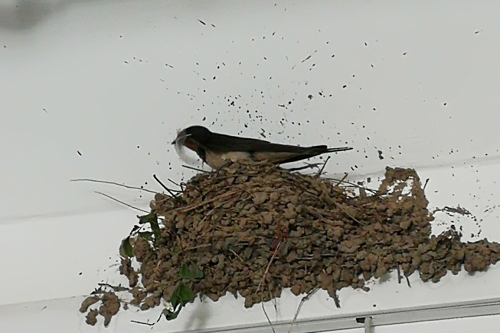 燕子小学楼道安家3年乖乖"听课",学校每天早开门1小时让其觅食