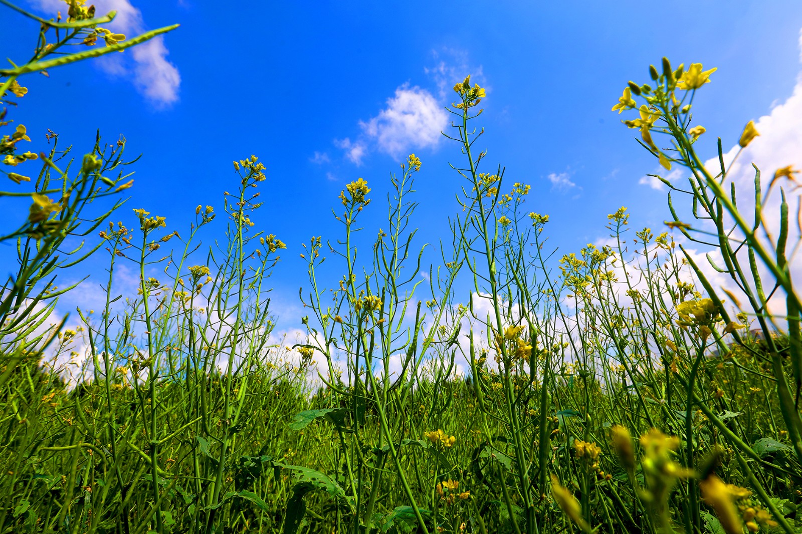 城市浪漫一角长春公园油菜花海错过等一年