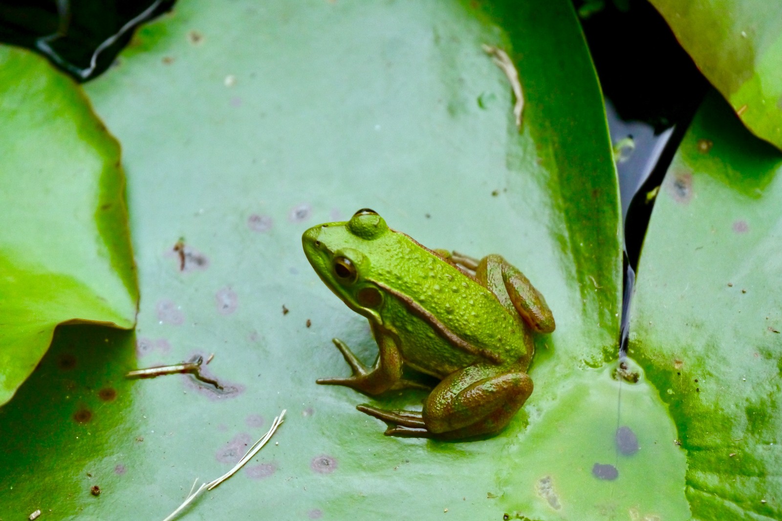 看,一只小小的可爱的小青蛙