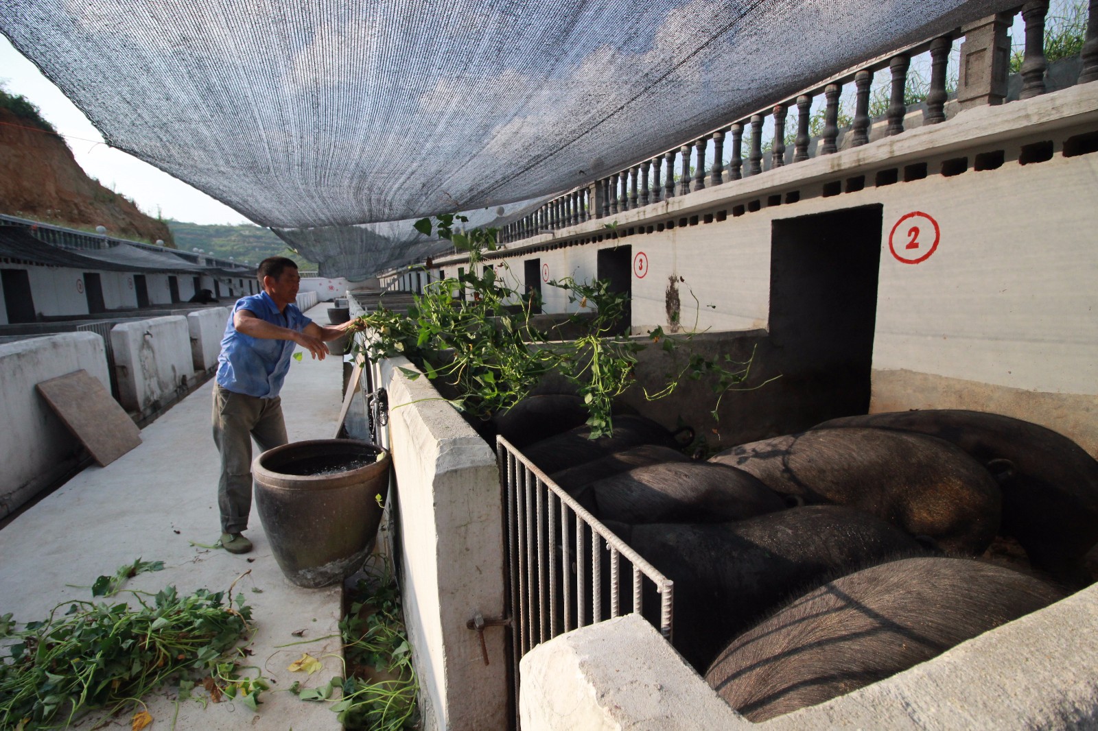 他患病失明妻成他的"眼"创业养黑猪年销800万