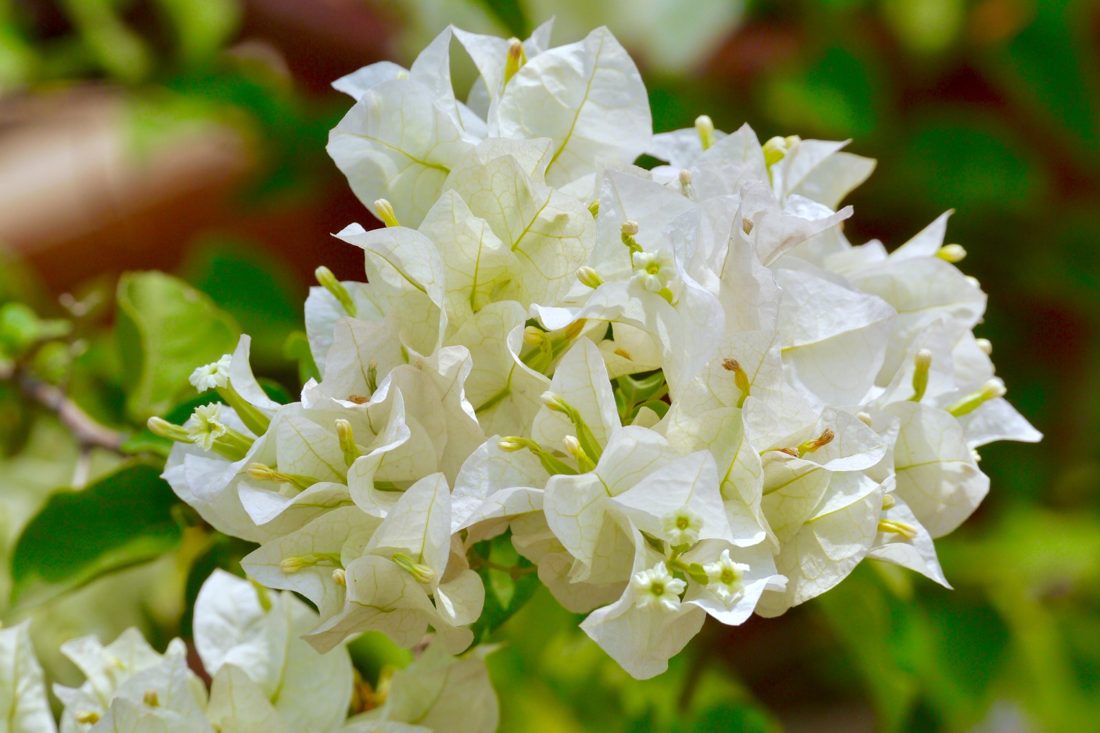 漂亮的乳白色三角梅