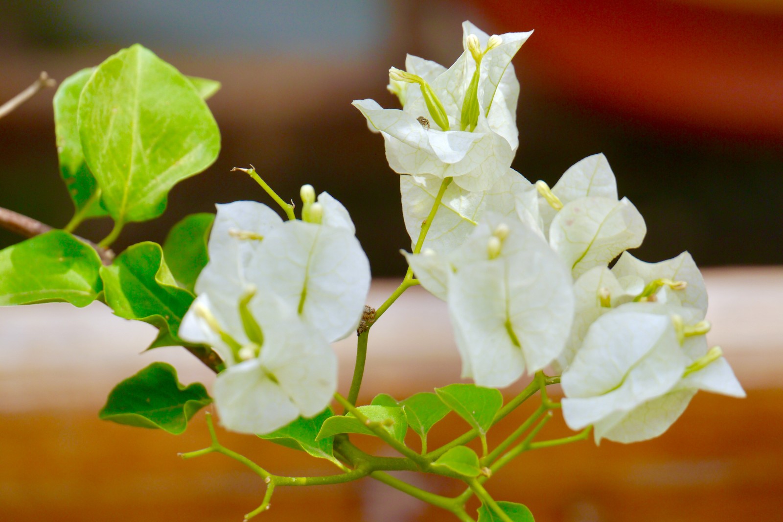 漂亮的乳白色三角梅