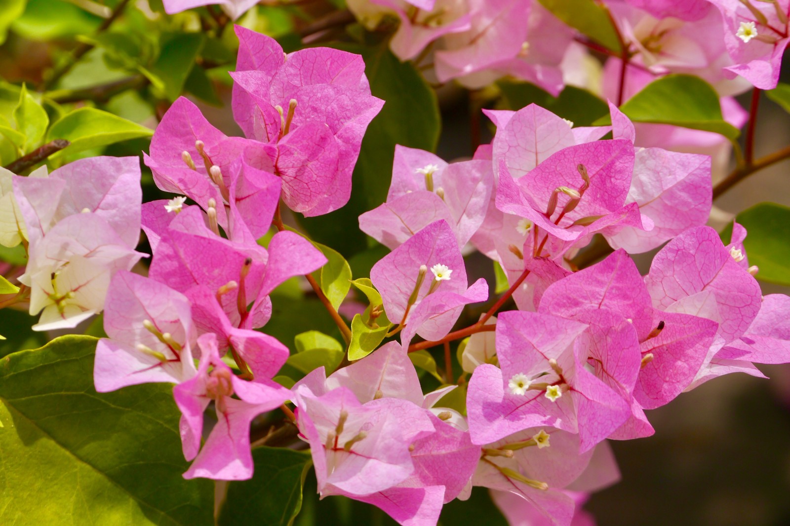 清新淡雅的粉色三角梅