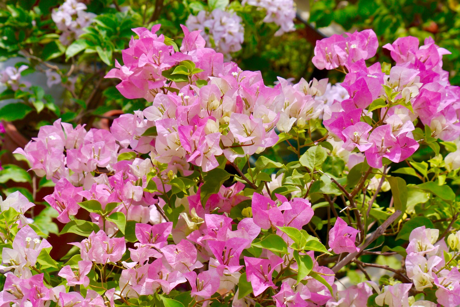 清新淡雅的粉色三角梅