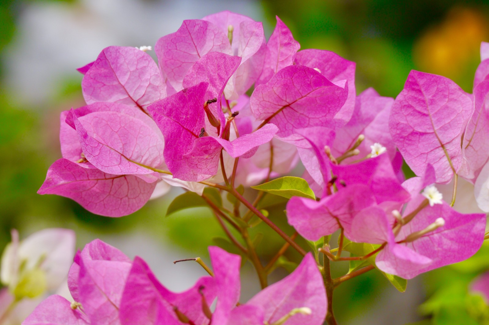 清新淡雅的粉色三角梅