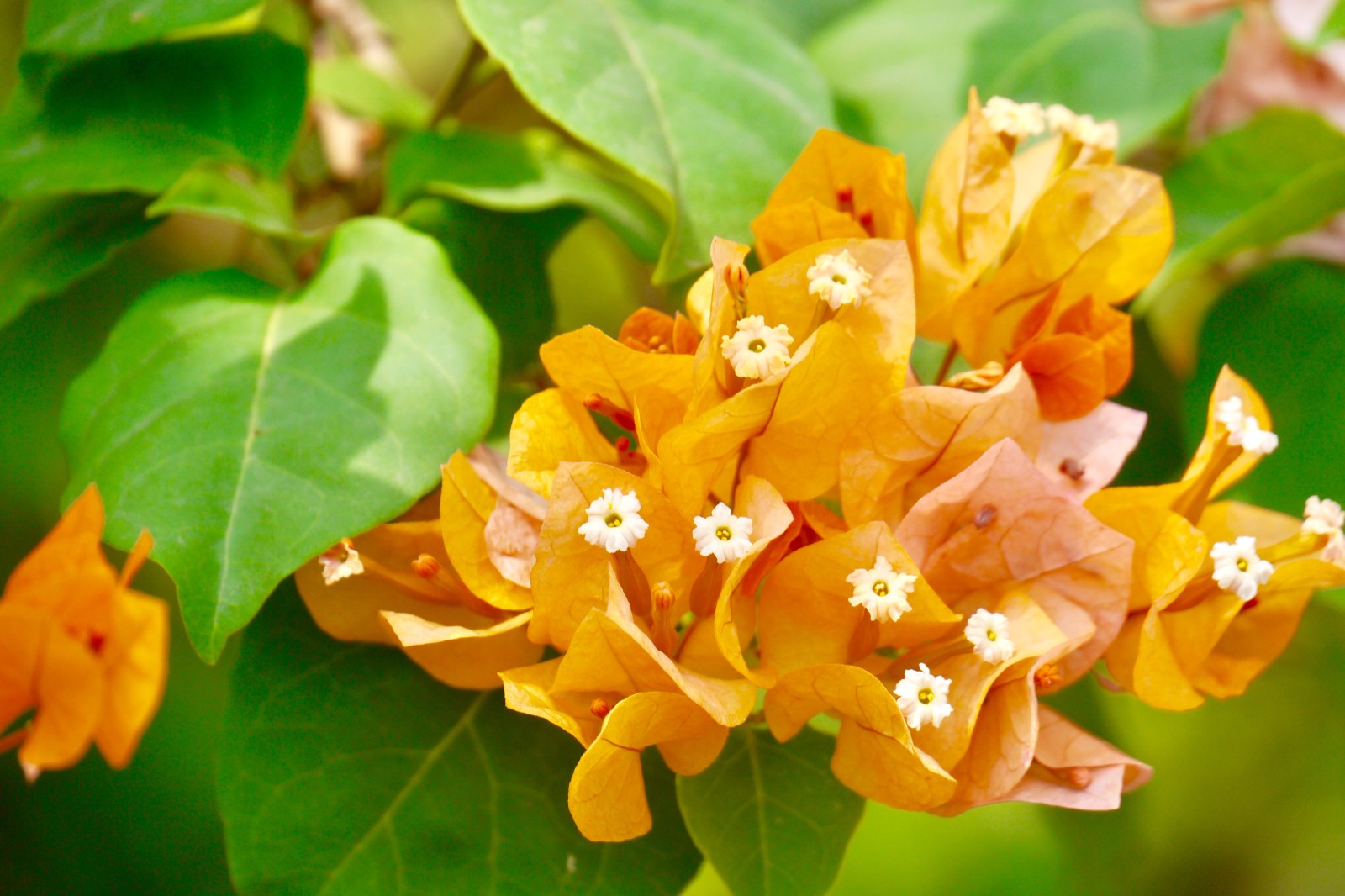 很特别的橙黄色三角梅