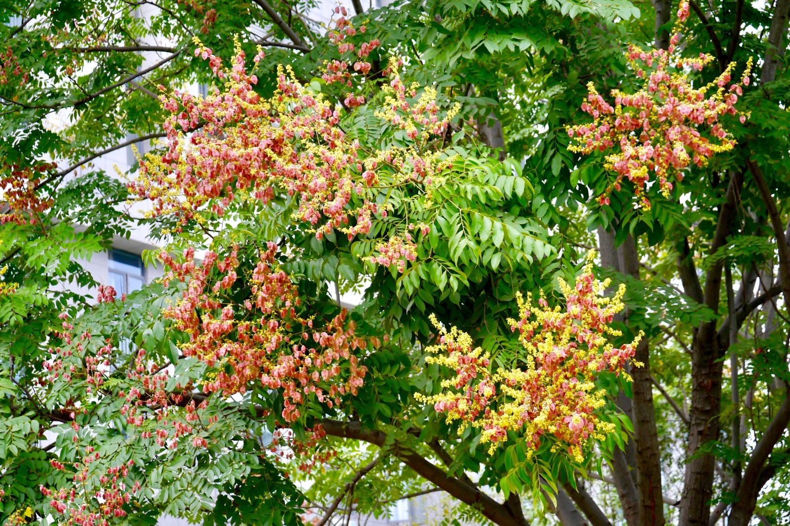 栾树花开 武汉秋色渐浓|栾树|秋色|花开_新浪新闻