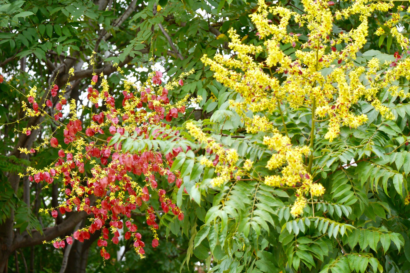 栾树花开 武汉秋色渐浓|栾树|秋色|花开_新浪新闻