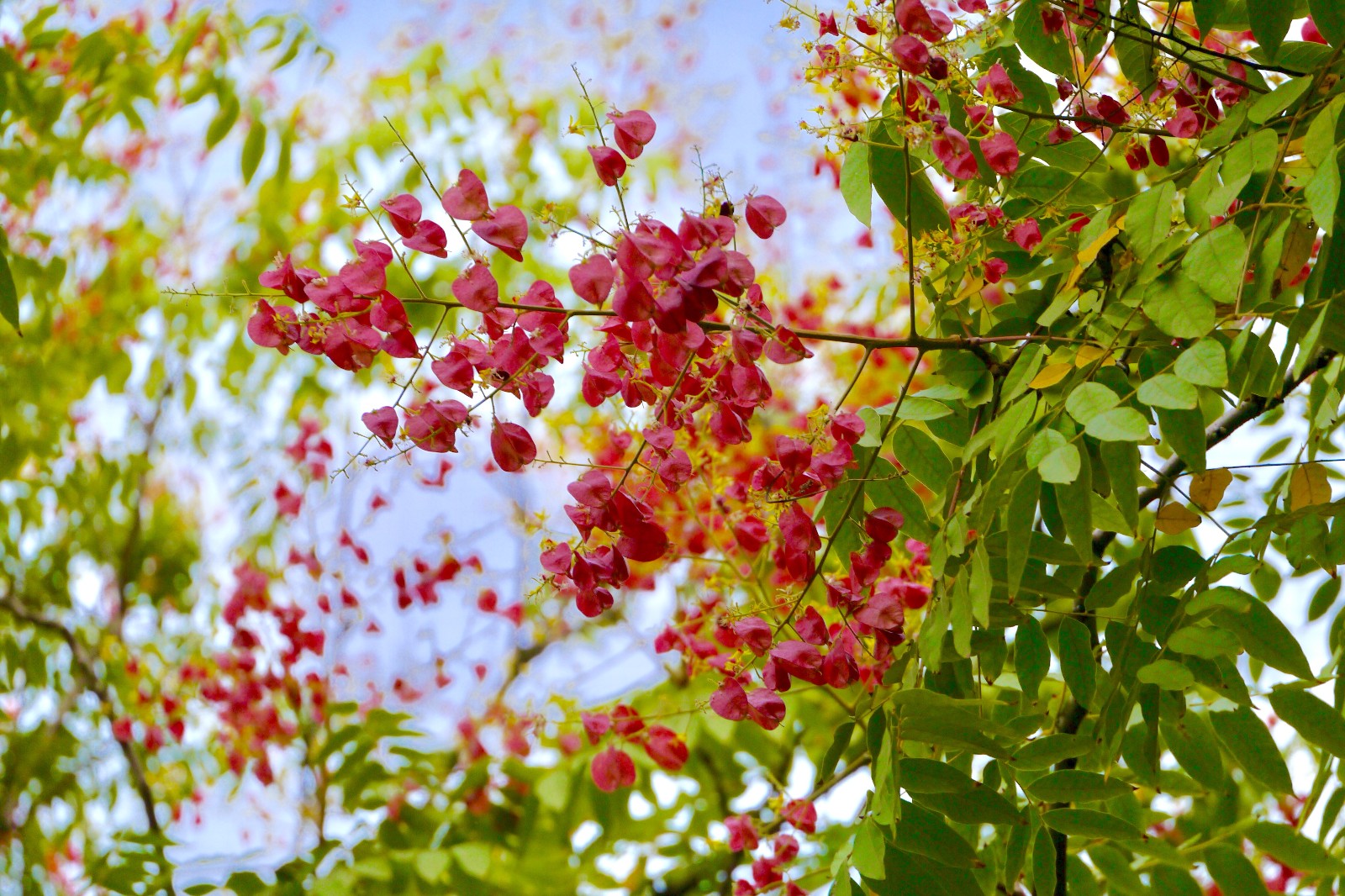 栾树花开 武汉秋色渐浓