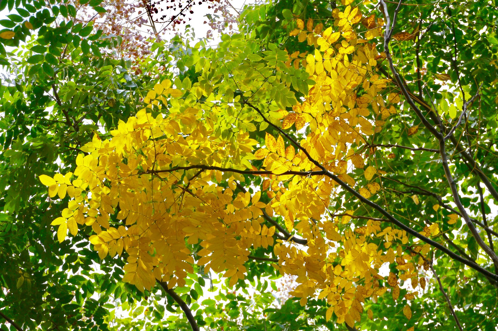 栾树花开 武汉秋色渐浓|栾树|秋色|花开_新浪新闻