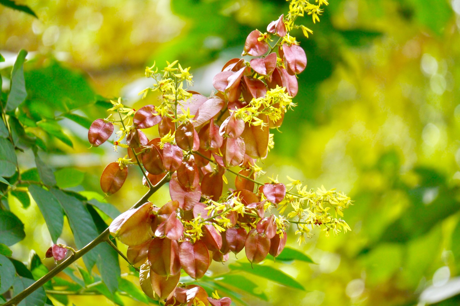 栾树花开武汉秋色渐浓