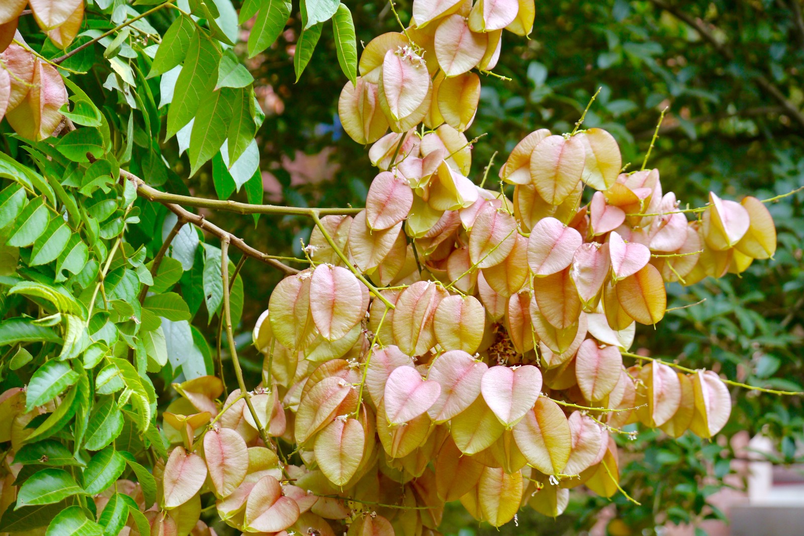 栾树花开 武汉秋色渐浓|栾树|秋色|花开_新浪新闻