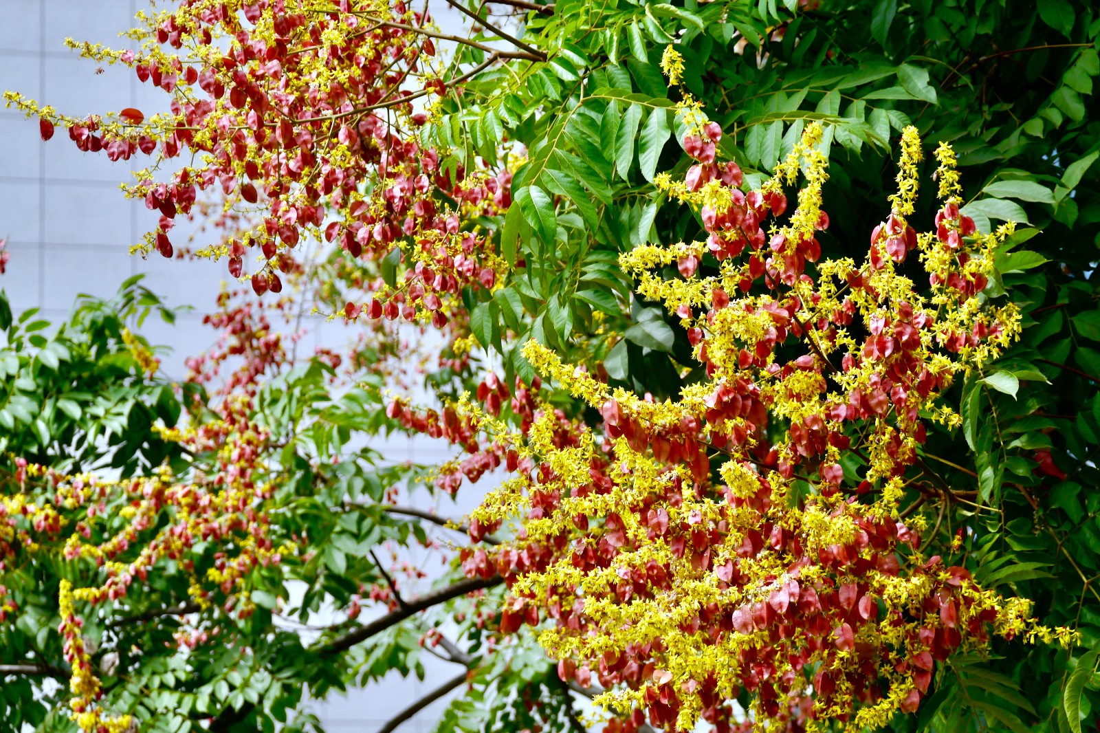 栾树花开 武汉秋色渐浓|栾树|秋色|花开_新浪新闻