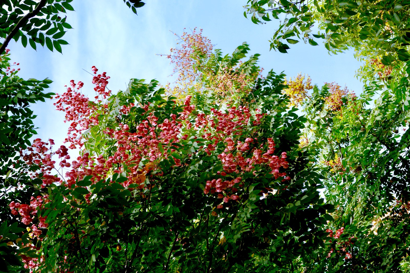栾树花开 武汉秋色渐浓|栾树|秋色|花开_新浪新闻
