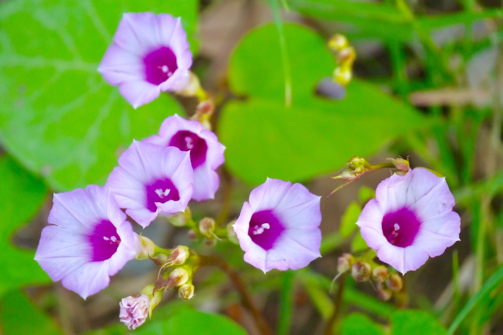 美丽的小花--三裂叶薯花(别名:小花假番薯,红花野牵牛)