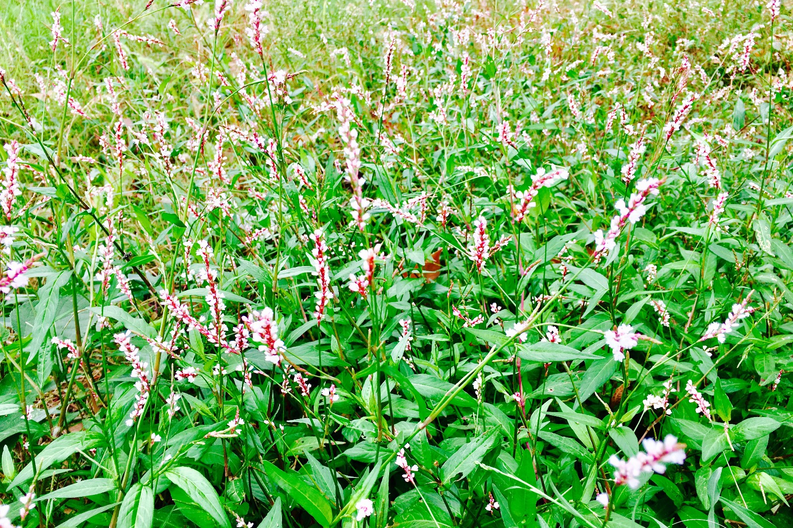 风起了蓼花开了