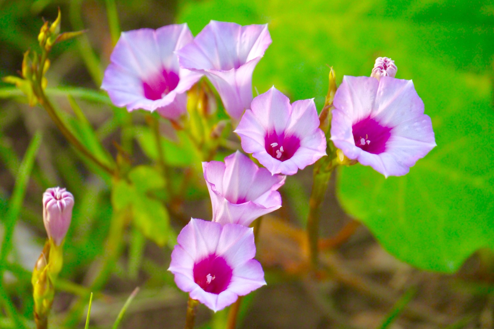 美丽的小花--三裂叶薯花(别名:小花假番薯,红花野牵牛)
