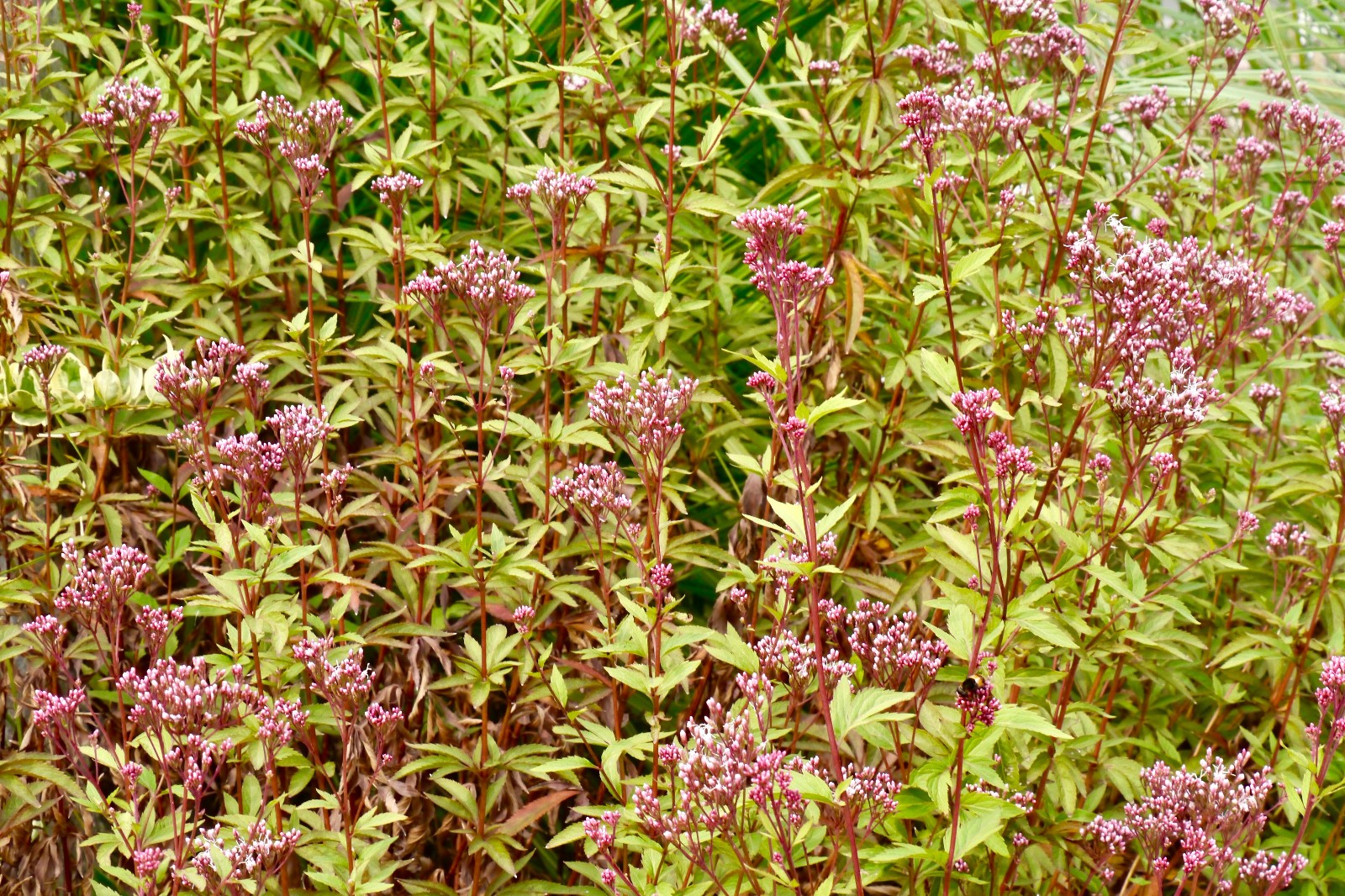 林泽兰别名白鼓钉菊科泽兰属多年生草本花果期512月