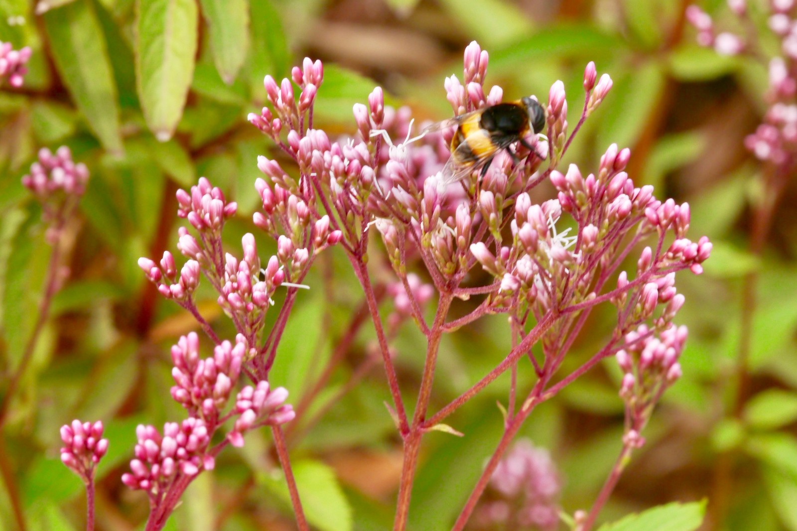 林泽兰别名白鼓钉菊科泽兰属多年生草本花果期512月