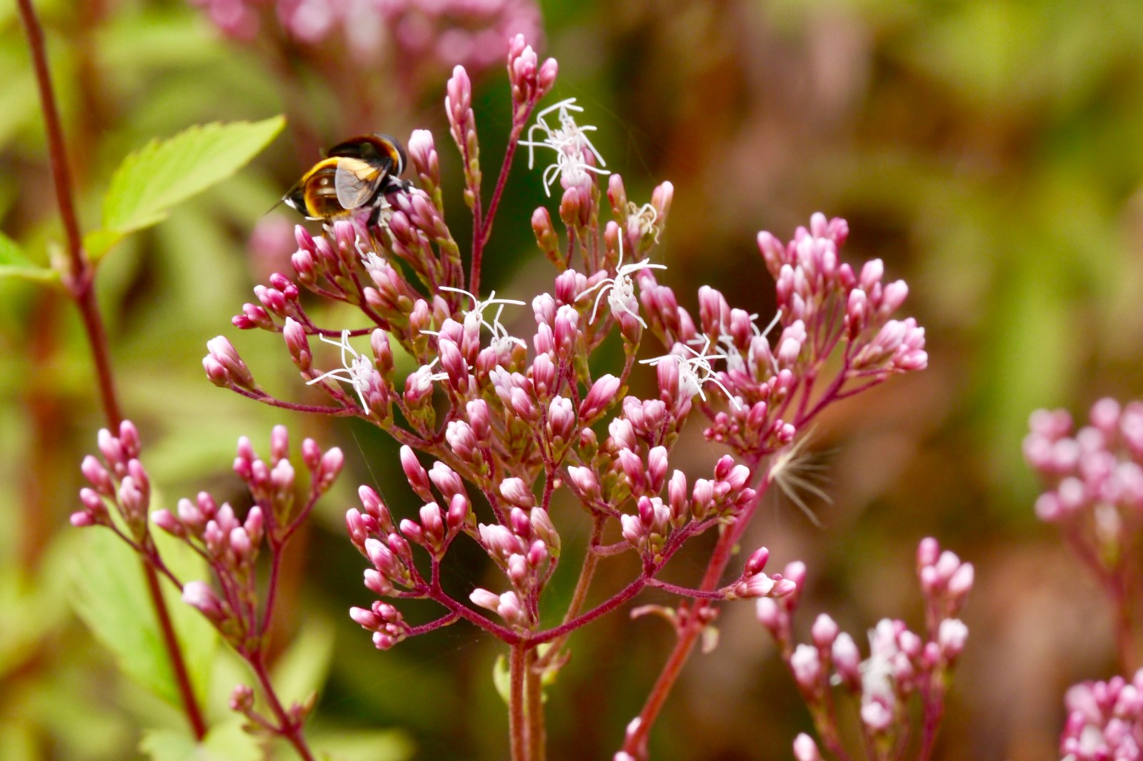 林泽兰别名白鼓钉菊科泽兰属多年生草本花果期512月
