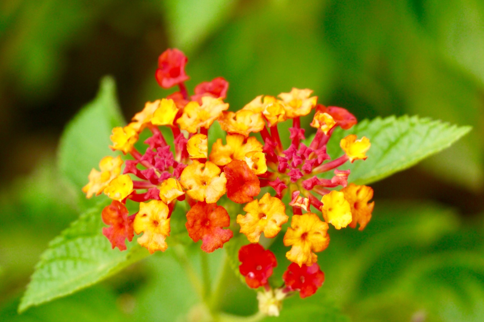 马樱丹(别名:五色梅,五色绣球,五彩花)