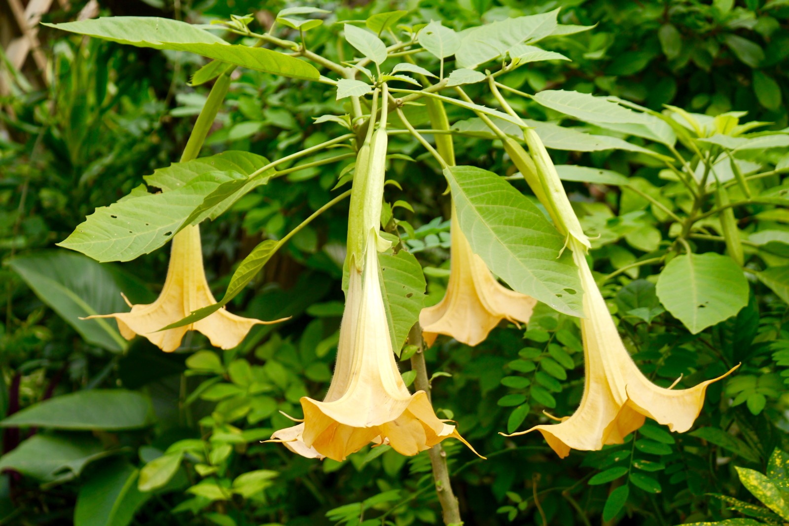 好大一朵"喇叭花"--木本曼陀罗
