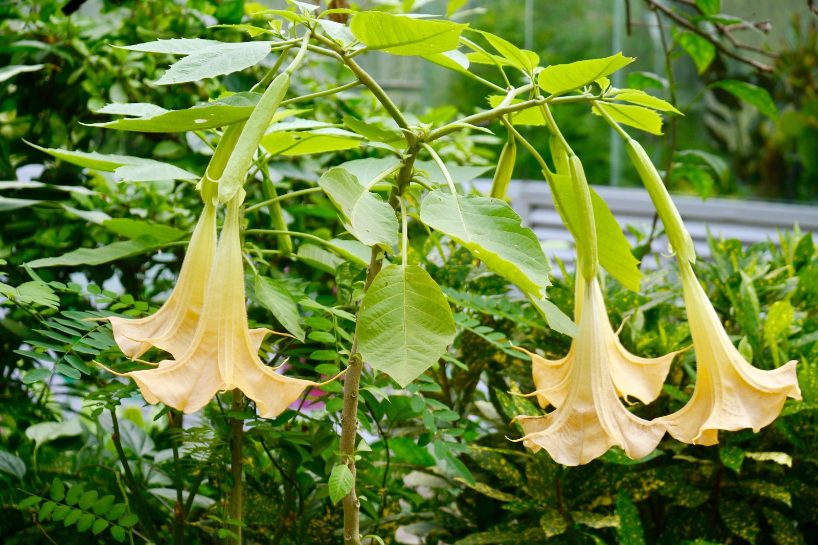 好大一朵"喇叭花"--木本曼陀罗