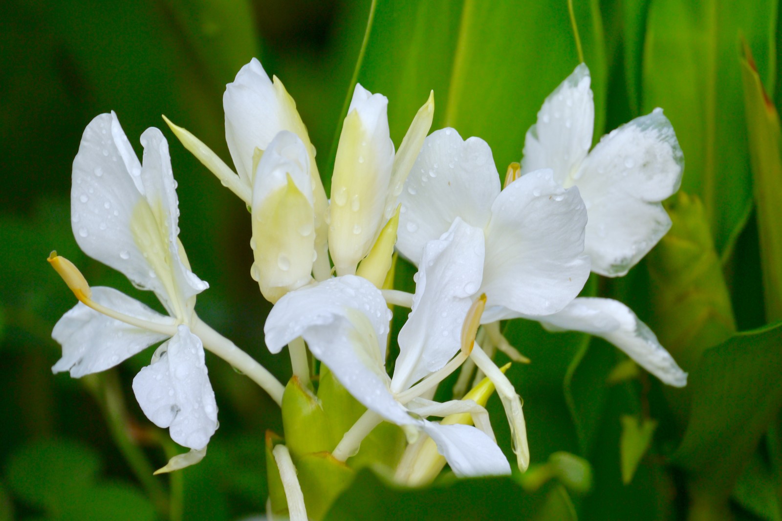 美丽的姜花(花似蝴蝶洁白有清新的香味,可供观赏用亦可为香料)