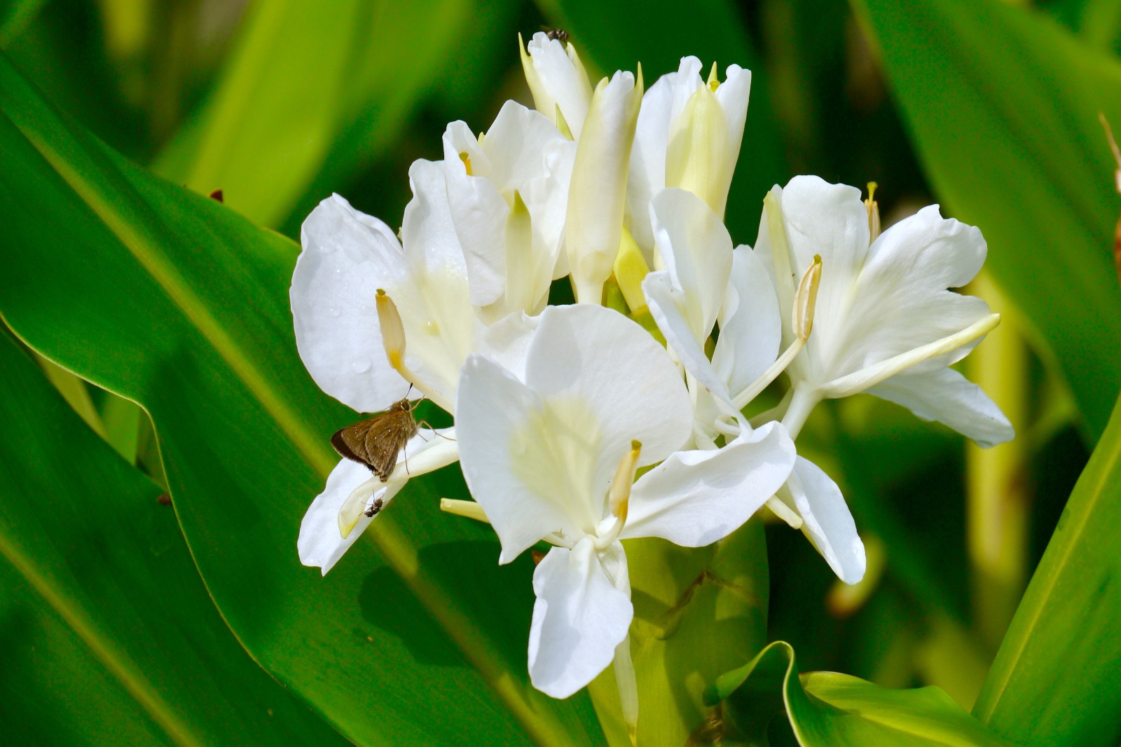 美丽的姜花(花似蝴蝶洁白有清新的香味,可供观赏用亦可为香料)